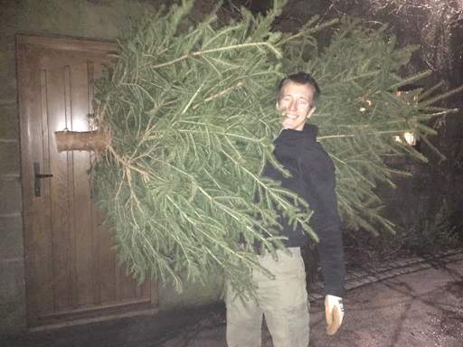 Carrying Christmas tree into the house